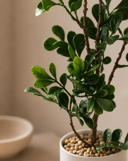 Oriental Elegance Artificial Bonsai Ficus Tree