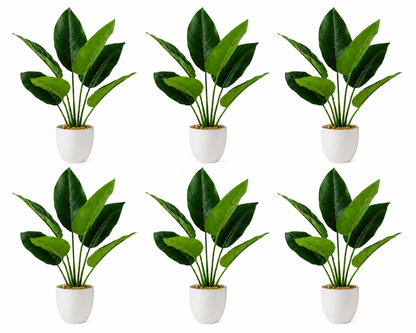 6-Pack Artificial Aureum Plant Set