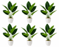 6-Pack Artificial Aureum Plant Set